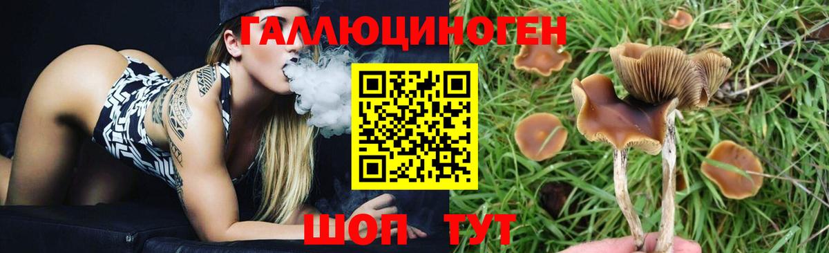 Псилоцибиновые грибы Psilocybine cubensis  Псилоцибиновые грибы мицелий  Вход с VPN  Губкин 